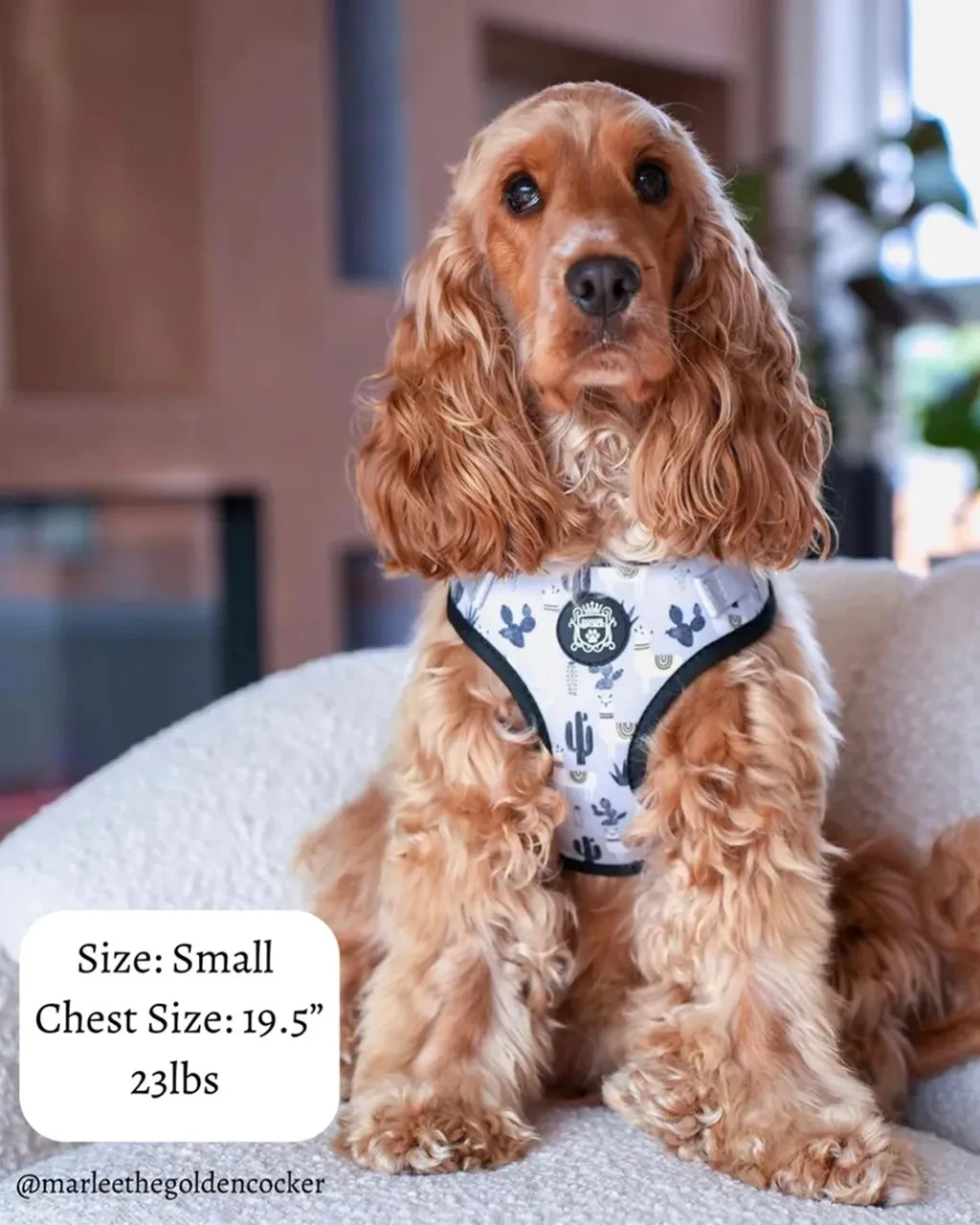 Doggie Republic Sport Harness - No Probllama